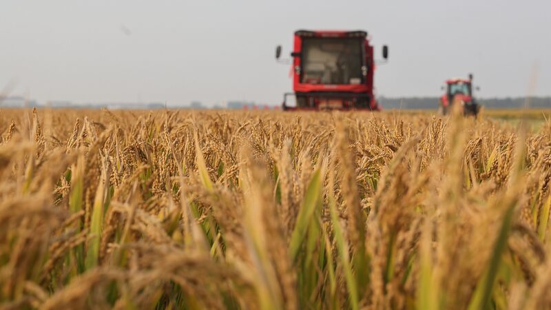 Major Chinese agricultural provinces secure grain harvest