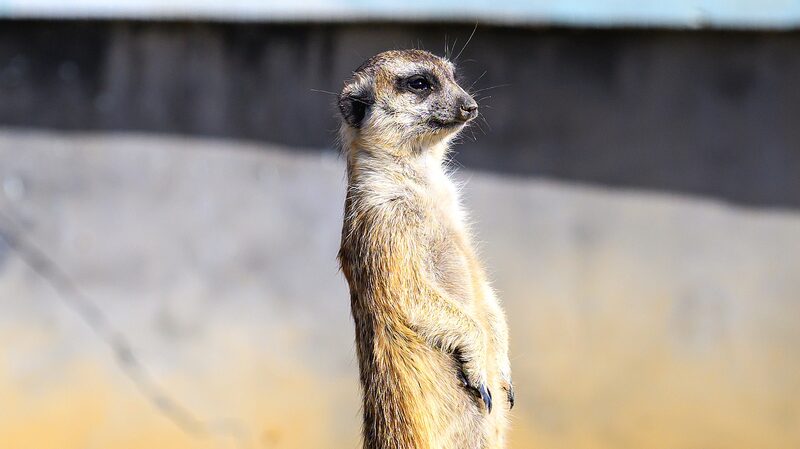 Meerkats_enjoy_winter_sunshine_in_east_China_wetland_park - Namaste Headlines Meerkats enjoy winter sunshine in east China wetland park