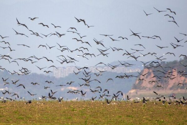Feathered Friends Flock to Poyang Lake for Winter Vibes 🦢🌅 Migratory birds flock to Poyang Lake for winter shelter