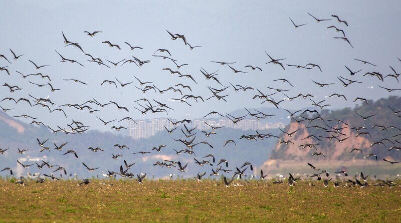 Migratory birds flock to Poyang Lake for winter shelter