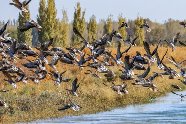 Spectacular Migratory Birds Flock to China’s Lush Shores 🐦🌊 Migratory birds spotted along China's lush shores and clear waters