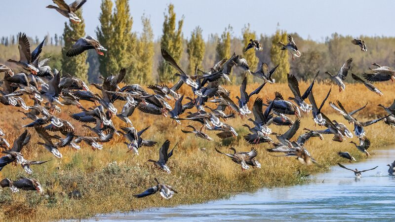 Migratory birds spotted along China's lush shores and clear waters