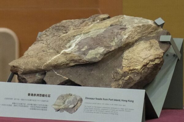 ✨ Hong Kong Unveils Its First Million-Year-Old Dinosaur Fossils! 🦕 Million-year-old dinosaur fossils found in Hong Kong for first time