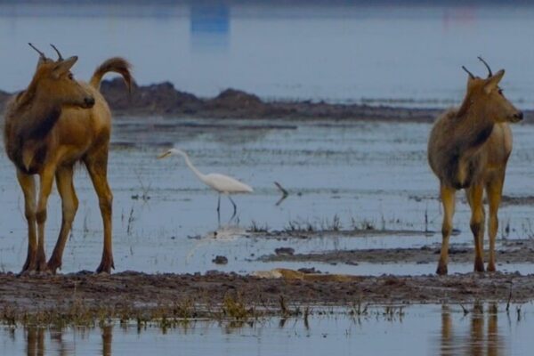 Wetland Wonders: Milu Deer and Birds Living in Harmony 🦌🐦 Milu deer and birdlife in harmony on the wetlands