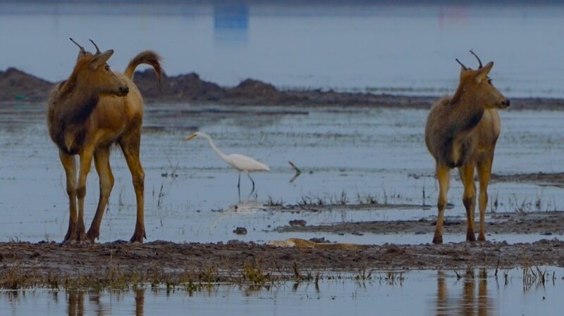 Milu deer and birdlife in harmony on the wetlands