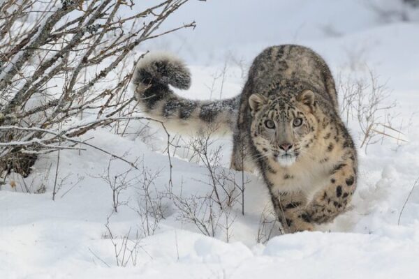 Snow Leopards in the Spotlight: Mongolia Steps Up! 🐆❄️ Mongolia emphasizes snow leopard protection