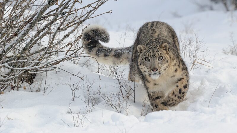 Mongolia_emphasizes_snow_leopard_protection - Namaste Headlines Mongolia emphasizes snow leopard protection