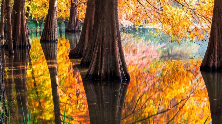 Nanjing lake reflection turns forests into a painting-like wonderland