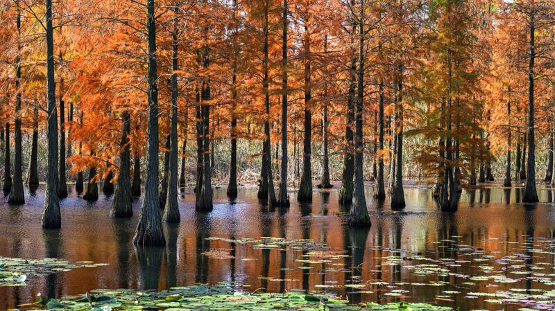 Nanjing's pond cypress park dons fiery winter look