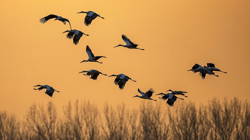 Nearly_300_endangered_storks_spotted_in_N_Chinas_wetland - Namaste Headlines Nearly 300 endangered storks spotted in N China's wetland