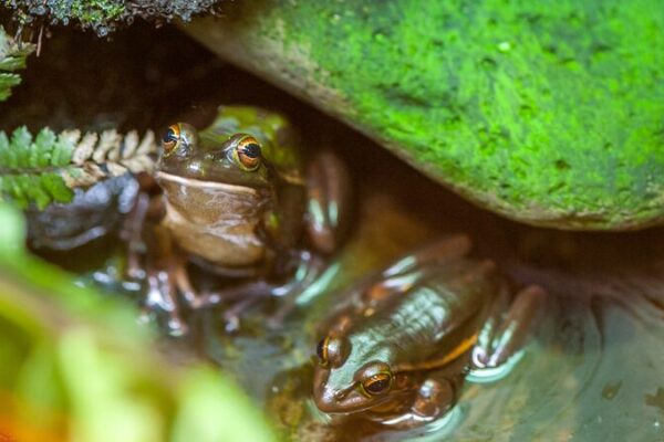 New Zealand’s Wildlife Faces Climate Crisis: Urgent Call to Action! 🌏🦜 New Zealand wildlife highly vulnerable to climate-driven extinction