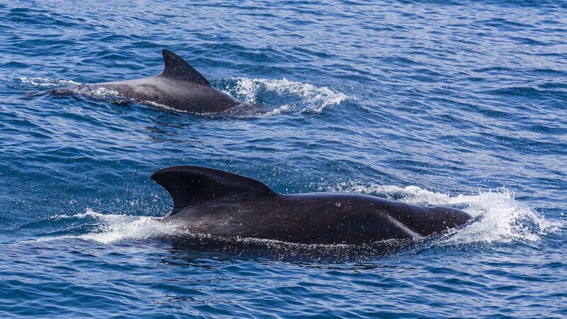 New_Zealanders_help_save_about_30_stranded_pilot_whales - Namaste Headlines New Zealanders help save about 30 stranded pilot whales