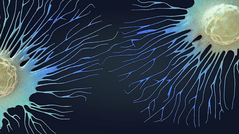 New antibody treatment boosts immune response against tumors: study