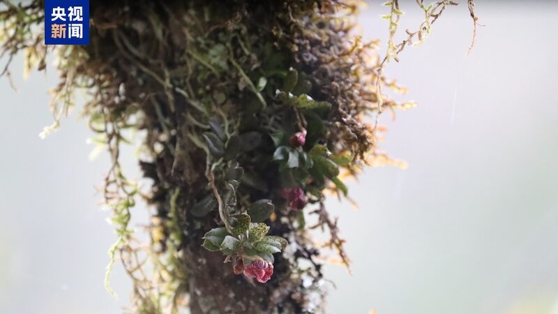 New_orchid_species_found_in_SW_Chinas_giant_panda_habitat - Namaste Headlines New orchid species found in SW China's giant panda habitat