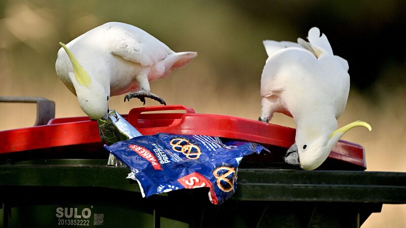 New_satellite_tool_spots_plastic_waste_on_beaches - Namaste Headlines New satellite tool spots plastic waste on beaches