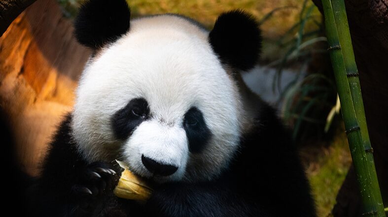 Newly_arrived_panda_pair_makes_public_debut_in_Hong_Kong - Namaste Headlines Newly arrived panda pair makes public debut in Hong Kong