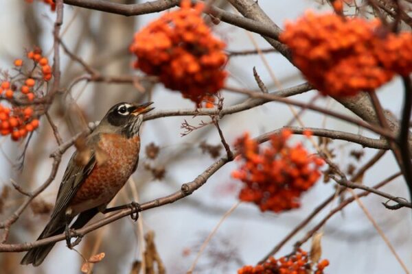 Rare North American Bird Makes Surprise Visit to Harbin! 🐦✨ North American migratory bird makes rare appearance in Harbin