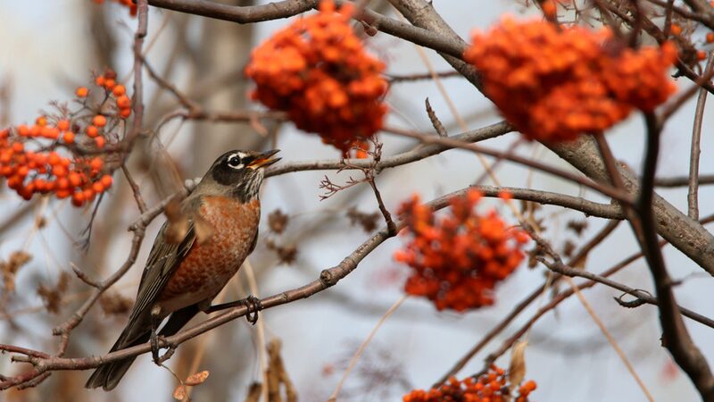 North_American_migratory_bird_makes_rare_appearance_in_Harbin - Namaste Headlines North American migratory bird makes rare appearance in Harbin