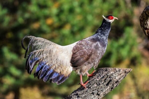 Shanxi Sees Soaring Numbers of Rare Birds 🐦✨ North China's Shanxi sees increase in rare bird population
