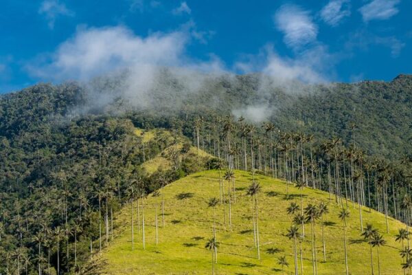 Norway’s $20M Boost to Colombia’s Deforestation Fight 🌳 Norway allocates $20 million to support Colombia's deforestation fight