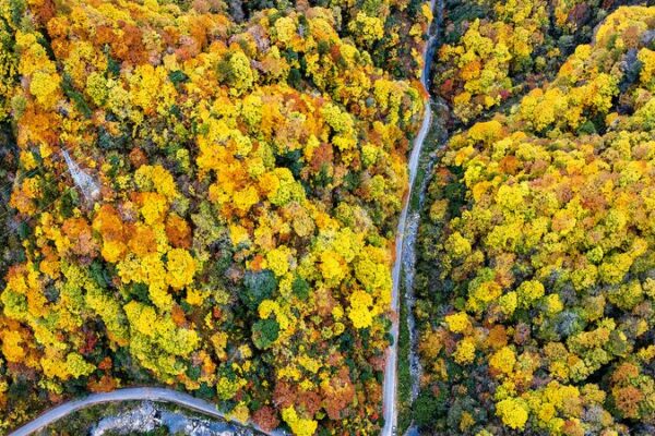 Stunning ‘Oil Painting’ Scenes Discovered in Shaanxi Forest 🌳🎨 Oil painting-like scenes captured at forest in Shaanxi