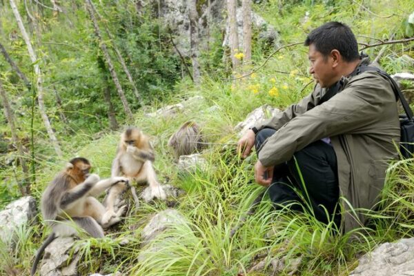 Guardian of the Golden Monkeys: A 34-Year Mission in Sichuan One man's 34-year mission to protect Sichuan's golden monkeys