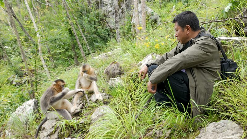 One_mans_34-year_mission_to_protect_Sichuans_golden_monkeys - Namaste Headlines One man's 34-year mission to protect Sichuan's golden monkeys