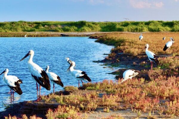 Jiangsu’s Bird Whisperer Captures Life in Motion 🐦✨ Ornithologist in Jiangsu captures life in motion