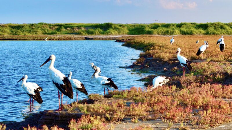 Ornithologist_in_Jiangsu_captures_life_in_motion - Namaste Headlines Ornithologist in Jiangsu captures life in motion