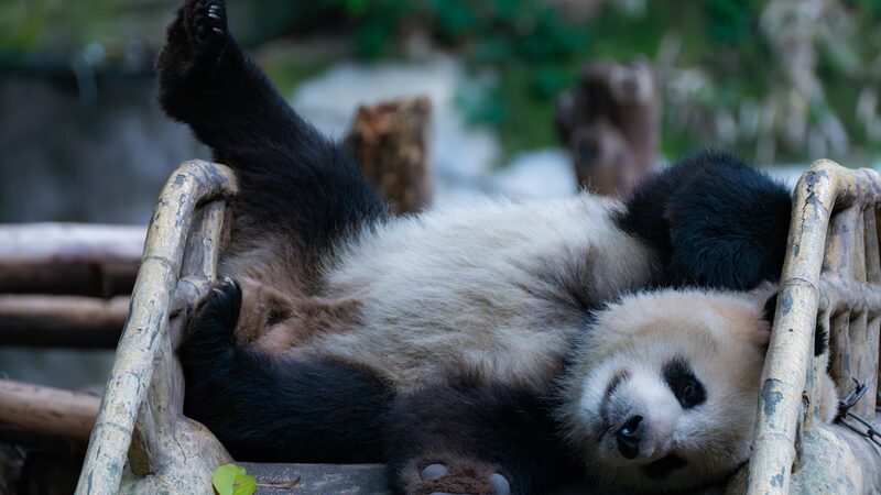 Panda bliss: The cozy lives of giant pandas at Chongqing Zoo