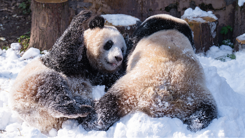 Pandas_enjoy_snowy_fun_at_Chongqing_Zoo - Namaste Headlines Pandas enjoy snowy fun at Chongqing Zoo