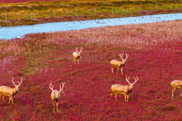 🏞️ Watch Pere David’s Deer Stroll the ‘Red Carpet’ in Jiangsu Wetlands! Pere David's deer cross 'red carpet' on Jiangsu wetland