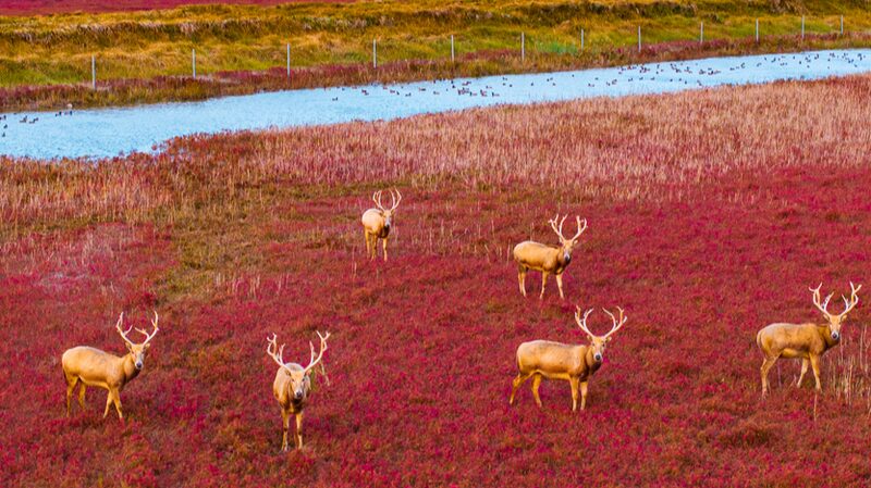 Pere David's deer cross 'red carpet' on Jiangsu wetland