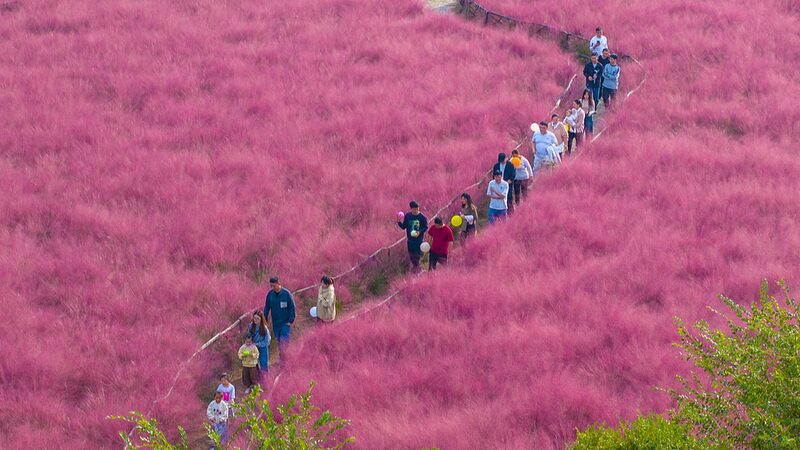 Pink_muhly_grass_paints_the_fall_scene - Namaste Headlines Pink muhly grass paints the fall scene