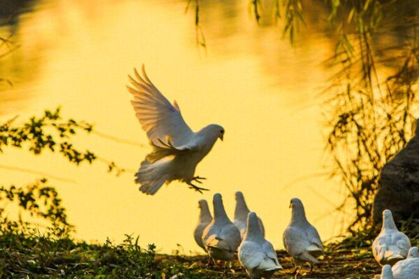 Enchanting White Doves Bring Magic to Shi Jing Cultural Park 🕊️ Playful flock of white doves spotted in Shi Jing Cultural Park
