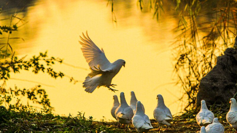 Playful_flock_of_white_doves_spotted_in_Shi_Jing_Cultural_Park - Namaste Headlines Playful flock of white doves spotted in Shi Jing Cultural Park