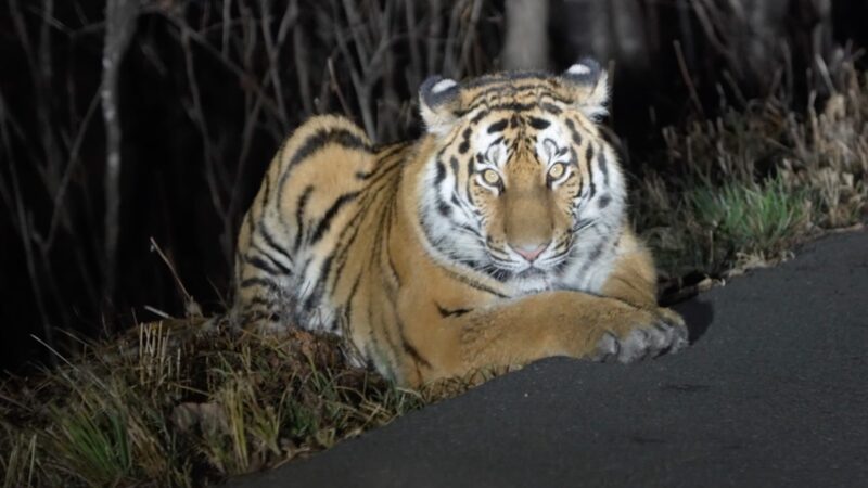 Rangers_unexpected_encounter_with_a_Siberian_tiger_in_Jilin_poster - Namaste Headlines Ranger's unexpected encounter with a Siberian tiger in Jilin video poster