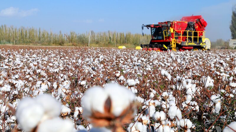 Report_highlights_north_Chinas_crucial_role_in_farmland_protection - Namaste Headlines Report highlights north China's crucial role in farmland protection