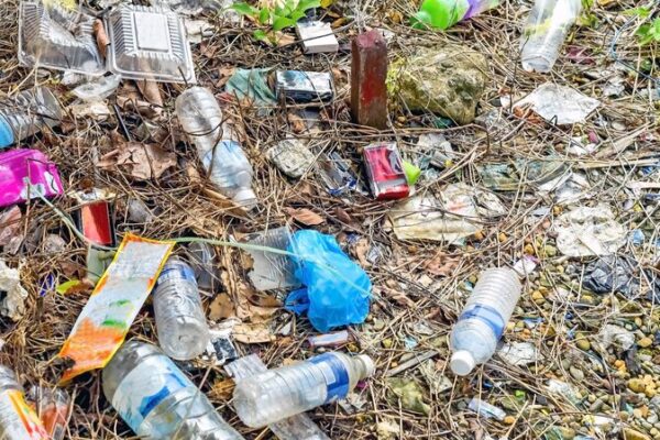 🐛 Tiny Mealworms Might Be Our Heroes Against Plastic Waste! 🌍 Scientists find lesser mealworm's potential to combat plastic waste