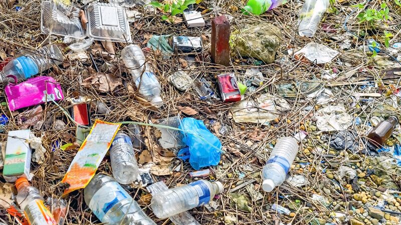 Scientists find lesser mealworm's potential to combat plastic waste