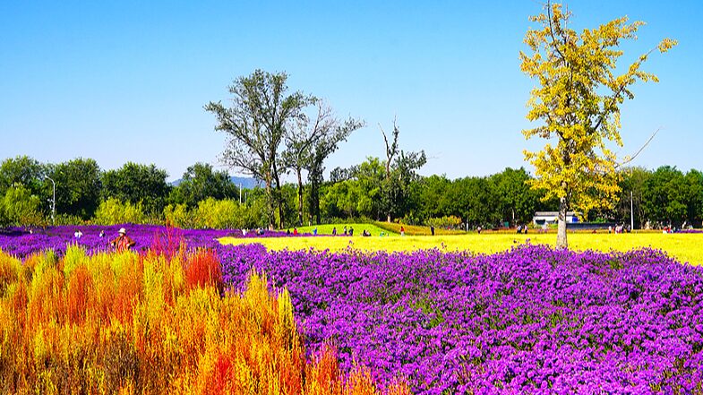 Sea_of_flowers_reflects_Beijings_autumn_charm - Namaste Headlines Sea of flowers reflects Beijing's autumn charm