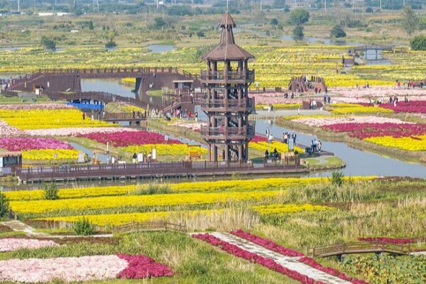 Jiangsu’s Sea of Flowers: A Blooming Sign of Agri-Tech Innovation 🌸 Sea of flowers showcases agricultural development in Jiangsu