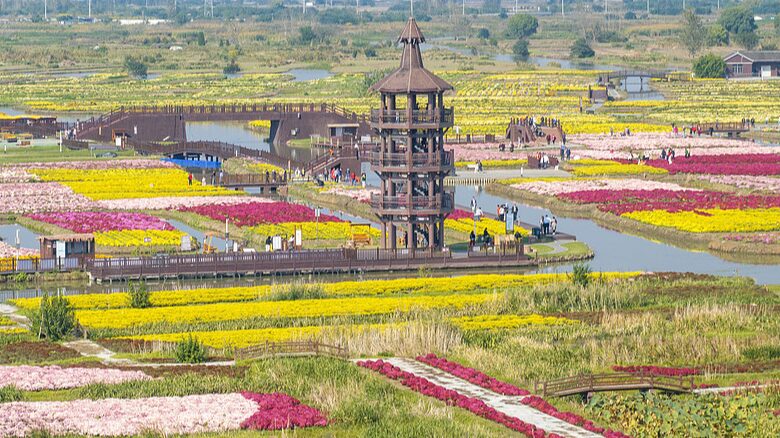 Sea_of_flowers_showcases_agricultural_development_in_Jiangsu - Namaste Headlines Sea of flowers showcases agricultural development in Jiangsu