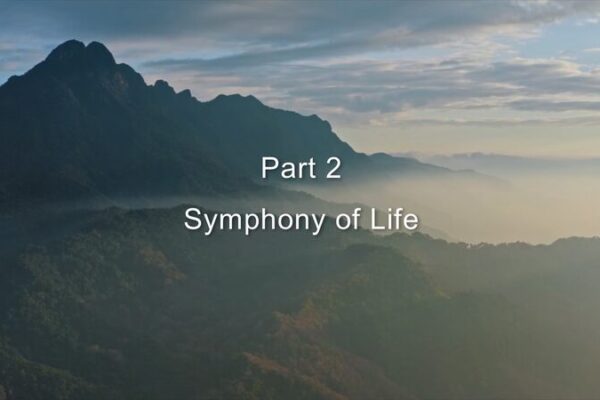 Discover the ‘Symphony of Life’ in Hainan’s Hidden Rainforest 🌿🎶 Secrets of the Hainan Rainforest Ep. 2: Symphony of Life video poster