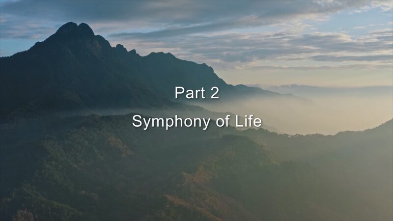 Secrets of the Hainan Rainforest Ep. 2: Symphony of Life video poster