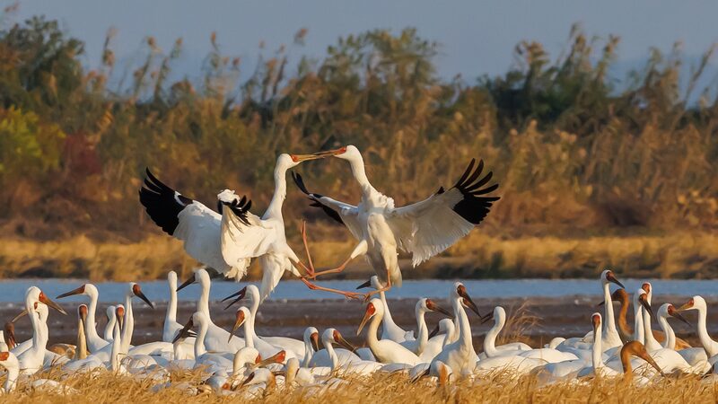 Siberian_cranes_arrive_at_their_overwintering_habitat_in_Jiangxi - Namaste Headlines Siberian cranes arrive at their overwintering habitat in Jiangxi