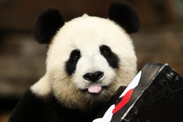Southern Hemisphere's only pair of giant pandas return to China