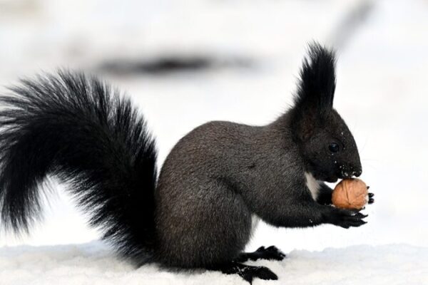 Playful Squirrels Spread Joy in Shenyang Park 🌳🐿️ Squirrels' antics add cheer to Shenyang park