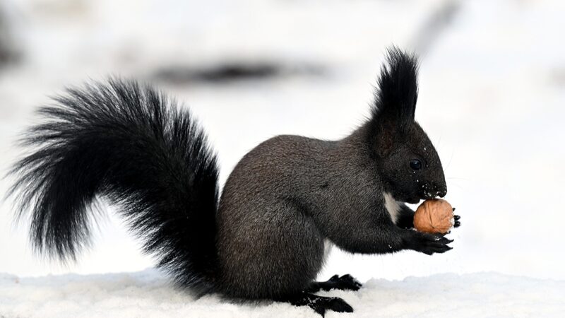 Squirrels_antics_add_cheer_to_Shenyang_park - Namaste Headlines Squirrels' antics add cheer to Shenyang park