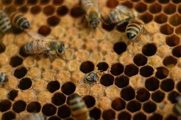 Honey Bees to the Rescue! 🐝 Elephants Steer Clear Thanks to Buzzing Allies Study identifies honey bees as natural elephant deterrent